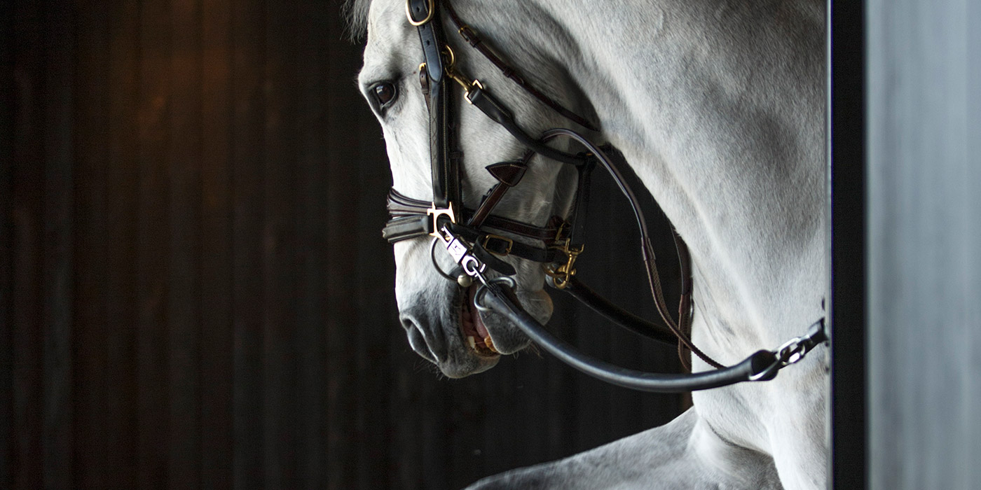Knokke Horses